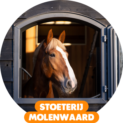 Stoeterij Molenwaard